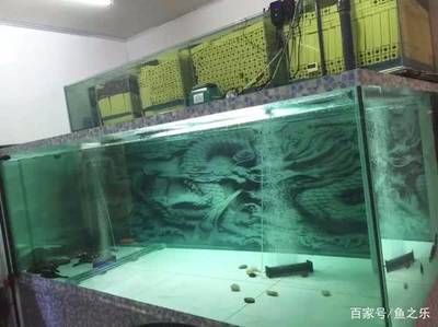 魟鱼天天换水可以吗：[需手动填充]鱼需要天天换水吗 魟鱼百科 第2张