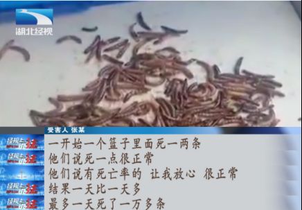 元宝凤凰吃蛋白虫吗：元宝凤凰的食物种类比较杂，几乎什么食物都可以吃 进口元宝凤凰鱼 第2张