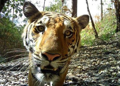 泰国国家公园野生虎数量回升：泰国国家公园的野生虎数量回升 泰国虎鱼 第1张