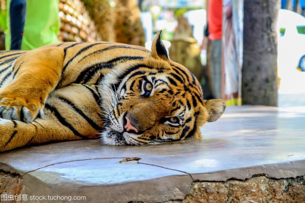 泰国国家公园野生虎数量回升：泰国国家公园的野生虎数量回升 泰国虎鱼 第2张