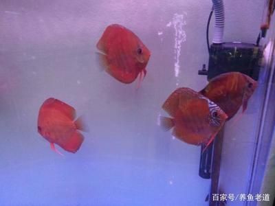 0.8米的鱼缸养几条锦鲤好：0.8米的鱼缸养几条锦鲤好？