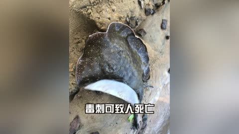 魟鱼为什么那么容易死亡：魟鱼为什么那么容易死亡[需手动填充]鱼为什么那么容易死亡