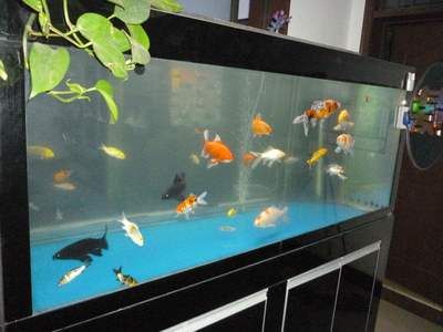 1.5米鱼缸养什么鱼：1.5米的鱼缸养什么鱼 鱼缸定做 第1张