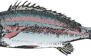 魟鱼的拼音怎么读音发音的 魟鱼 第3张