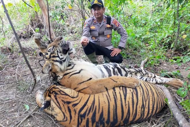 印尼苏门答腊虎自然保护区：印尼苏门答腊虎自然保护区是为了保护这一珍稀虎种而设的重要举措