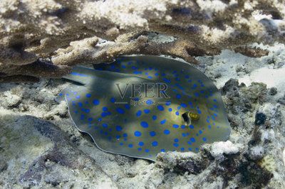 蓝色魟鱼：蓝色魔鬼鱼是一种生活在太平洋流域的雀鲷科属鱼种 魟鱼 第2张