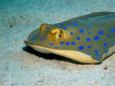 蓝色魟鱼：蓝色魔鬼鱼是一种生活在太平洋流域的雀鲷科属鱼种 魟鱼 第1张
