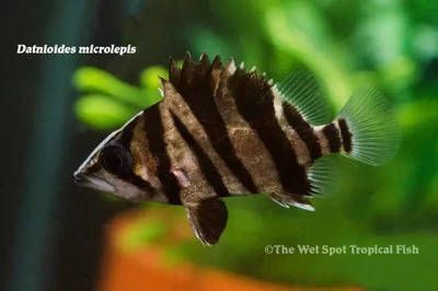 印尼虎鱼能活多久：印尼虎鱼的寿命受多种因素影响