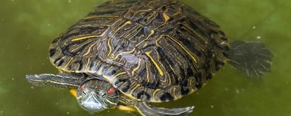 120鱼缸能养多大的锦鲤龟：120cm的鱼缸适合养多大的锦鲤和龟 鱼缸 第2张