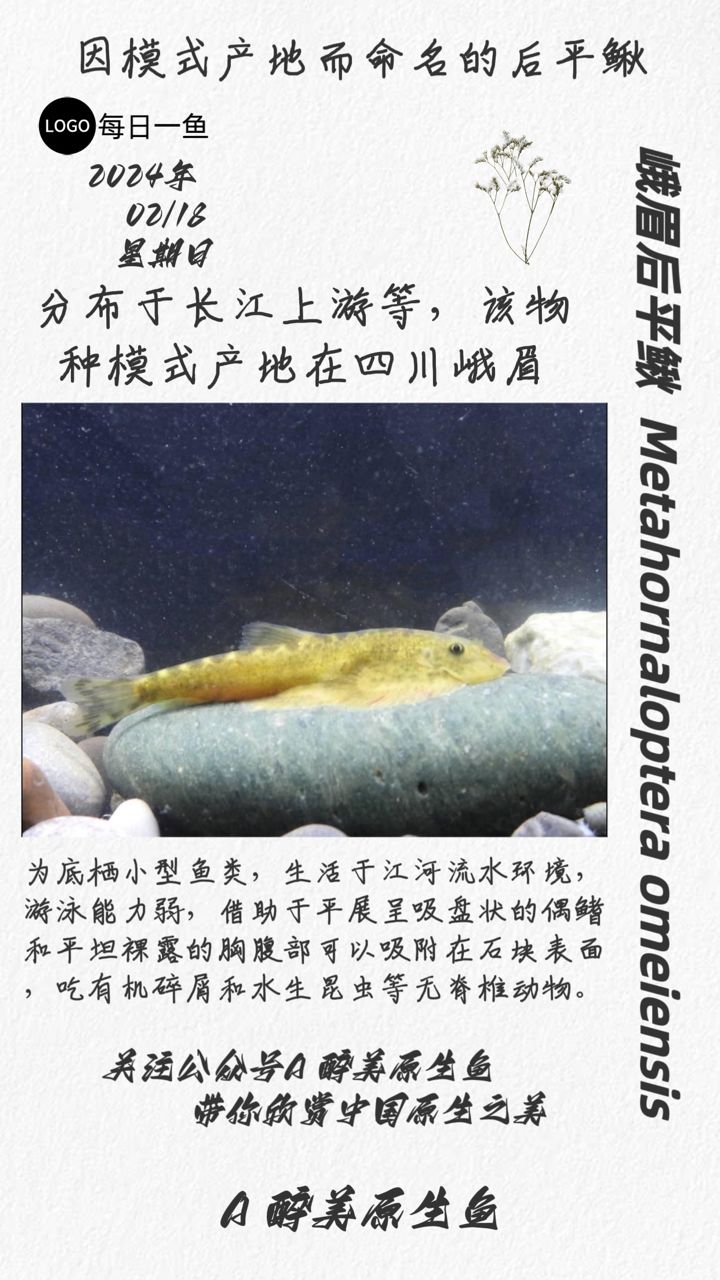峨眉后平鳅：长江上游游玩攻略 观赏鱼论坛