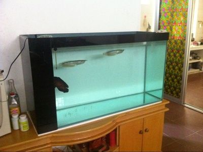 1.2米鱼缸养几条银龙合适：1.2米的鱼缸养几条银龙合适 鱼缸 第2张