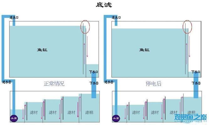 100鱼缸有必要底滤吗：100鱼缸有必要使用底滤吗100鱼缸有必要使用底滤吗