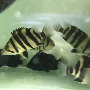 黑缸虎鱼：黑缸养虎鱼会对虎鱼的体色和状态产生影响吗？ 虎鱼 第1张