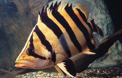 黑缸虎鱼：黑缸养虎鱼会对虎鱼的体色和状态产生影响吗？ 虎鱼 第3张