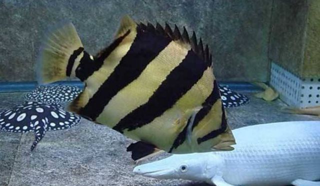 苏虎鱼有什么特征来区分品种和颜色的：苏虎鱼有什么特征来区分品种和颜色 苏虎 第3张