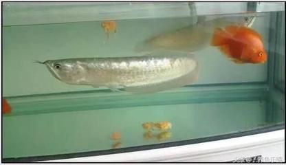 魟鱼繁殖主要是看种公吗：魟鱼的繁殖主要是看种公吗 魟鱼 第2张