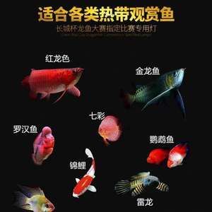 马印神灯适合罗汉鱼吗：马印神灯适合用于饲养罗汉鱼，罗汉鱼的饲养要点 马印水族 第2张