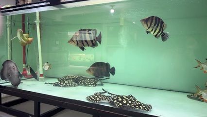 皇冠黑白魟鱼公母区分：区分皇冠黑白魟鱼的公母时需要考虑几个关键的特征 魟鱼 第1张