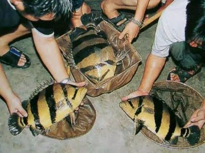 野生泰虎鱼：野生泰虎鱼是一种原生态的观赏鱼种，原产于泰国， 泰国虎鱼 第1张