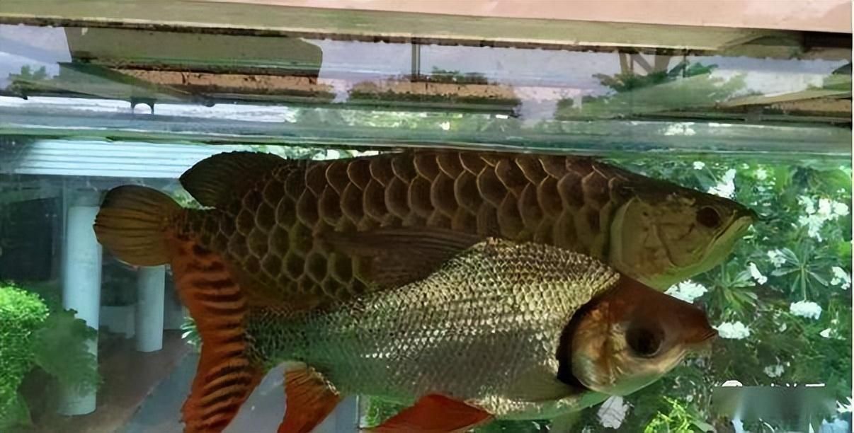 野生泰虎鱼：野生泰虎鱼是一种原生态的观赏鱼种，原产于泰国， 泰国虎鱼 第2张
