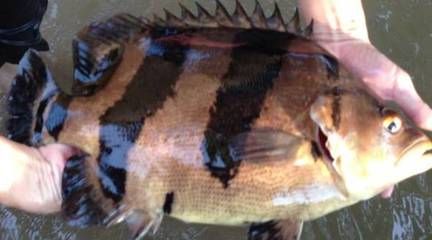 野生泰虎鱼：野生泰虎鱼是一种原生态的观赏鱼种，原产于泰国， 泰国虎鱼 第3张