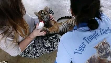 泰国虎图片：有关于泰国虎的图片资源 泰国虎鱼 第1张