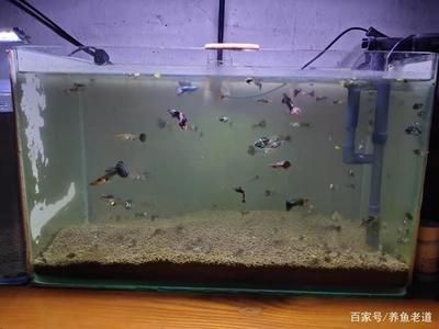 100的鱼缸适合养多大的鱼：100升的鱼缸适合养多大的鱼