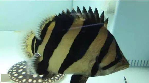 泰虎鱼怎么养殖方法和技巧视频：泰虎鱼怎么养殖方法和技巧 泰国虎鱼 第3张
