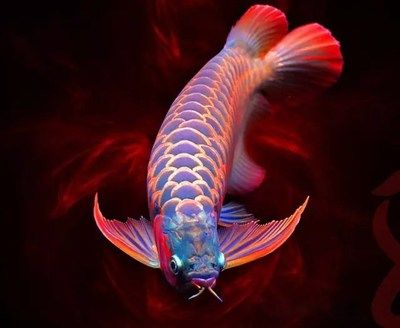龙鱼有什么含义和象征：龙鱼是一种热带淡水鱼类，在亚洲文化中具有丰富的寓意和象征意义 龙鱼百科 第1张