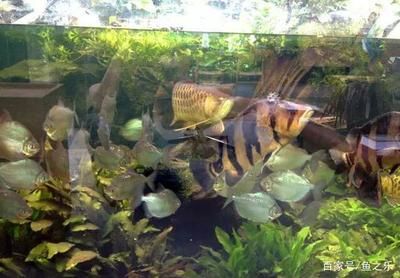 苏虎鱼喜欢吃什么水草：苏虎鱼喜欢吃什么水草在鱼缸中放入水草时需要注意什么 苏虎 第3张