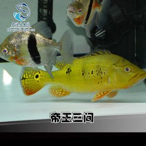 龙虎魟配鱼：水族箱中混养龙虎魟配鱼指南 魟鱼百科 第3张