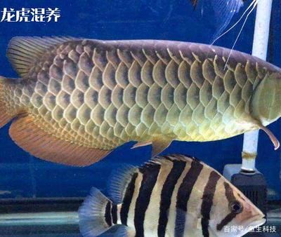 印尼虎和什么鱼混养好看：印尼虎鱼可以与什么鱼混养 虎鱼 第3张