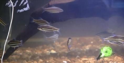 魟鱼怎么繁殖视频：魟鱼怎么繁殖 魟鱼 第3张