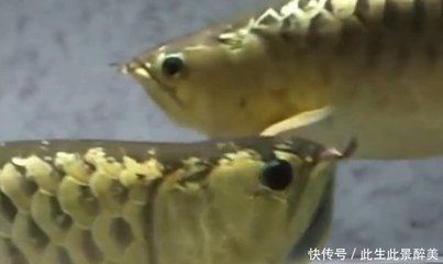 金龙鱼如何繁殖后代：金龙鱼的繁殖方式 龙鱼百科 第2张