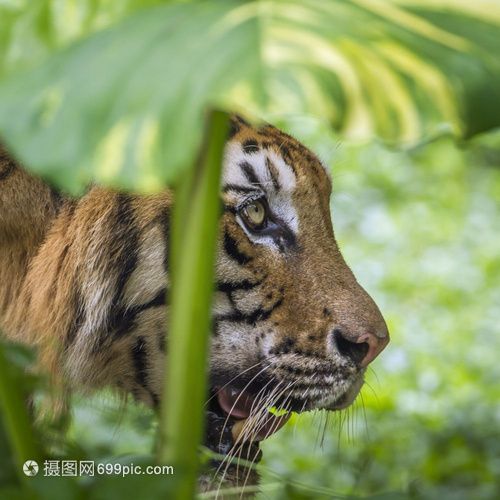 苏门答腊和印尼虎：苏门答腊虎和印尼虎实际上是同一种动物的不同称呼 苏虎 第1张