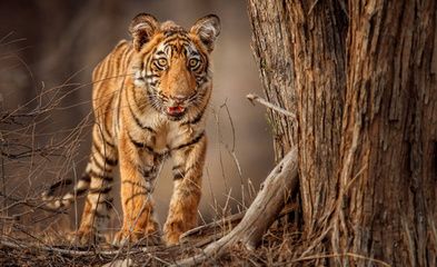 苏门答腊和印尼虎：苏门答腊虎和印尼虎实际上是同一种动物的不同称呼 苏虎 第2张