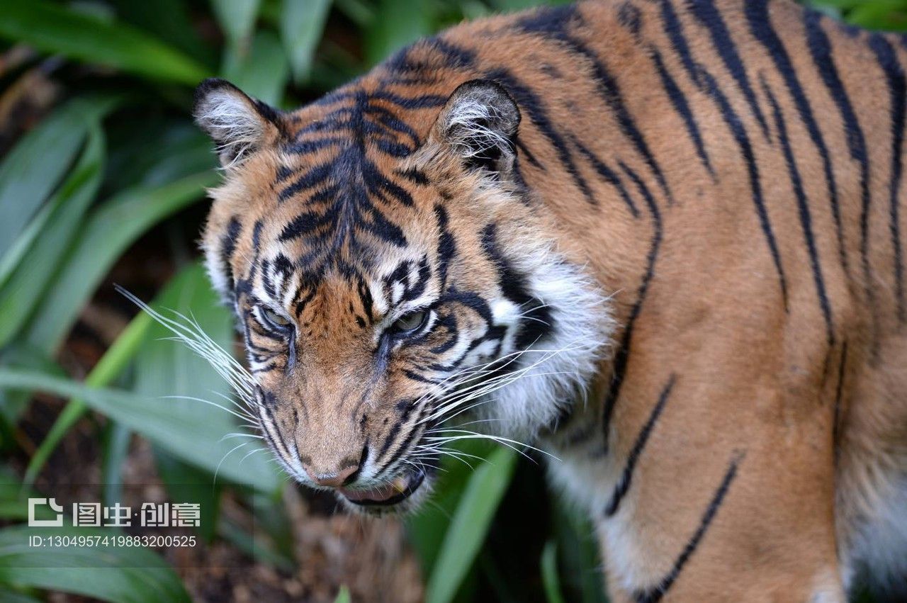 苏门答腊和印尼虎：苏门答腊虎和印尼虎实际上是同一种动物的不同称呼 苏虎 第3张
