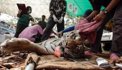 泰国 老虎庙：泰国老虎庙存在巨大争议，存在虐待和走私老虎的行为 泰国虎鱼 第1张