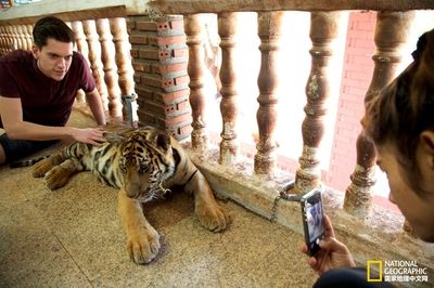 泰国 老虎庙：泰国老虎庙存在巨大争议，存在虐待和走私老虎的行为 泰国虎鱼 第2张