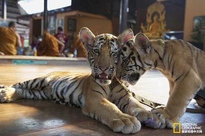 泰国 老虎庙：泰国老虎庙存在巨大争议，存在虐待和走私老虎的行为 泰国虎鱼 第3张