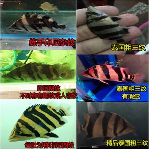 三纹印尼虎鱼：三纹印尼虎鱼的饲养方法 泰国虎鱼 第2张