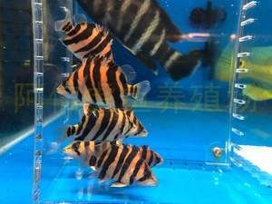 印尼苏虎区别：“苏虎”和“印尼虎”实际上是同一种鱼的不同叫法 苏虎 第3张