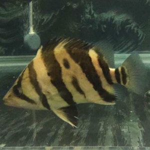 印尼苏虎区别：“苏虎”和“印尼虎”实际上是同一种鱼的不同叫法 苏虎 第1张
