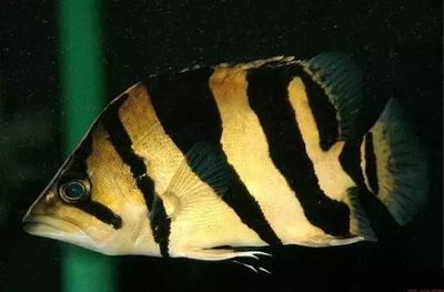 虎鱼颜色发黑状态一般什么原因：虎鱼的颜色发黑状态一般什么原因 泰国虎鱼 第1张