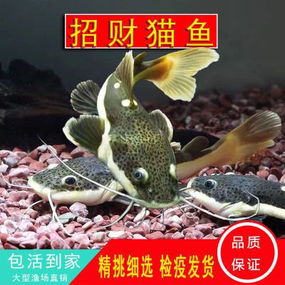 苏虎身上的条纹变浅了为什么：苏虎身上的条纹变浅了为什么苏虎条纹变浅了可能是由于以下原因 苏虎