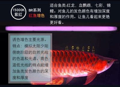 红龙用马印还是nec：红龙鱼照明设备选择马印和nec照明设备的分析 马印水族 第2张