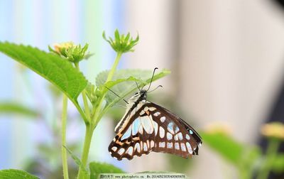 彩蝶简介：彩蝶是一个多义词，可以指多种不同的事物，其中最常见的是指彩蝶