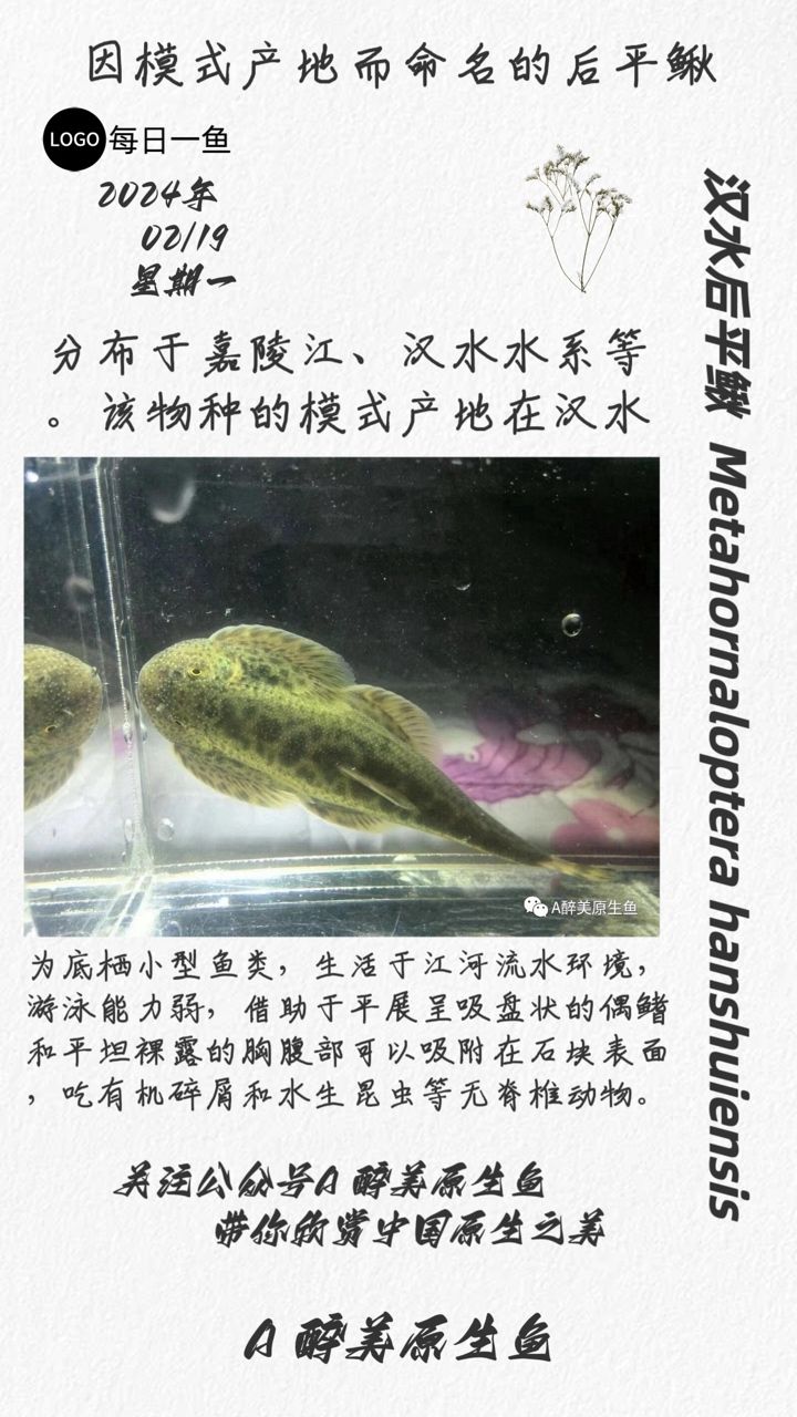 汉水后平鳅：分布嘉陵江和汉水 观赏鱼论坛