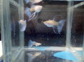 常见观赏鱼的人工繁殖实验报告怎么写：常见观赏鱼的人工繁殖实验报告 鱼缸 第1张