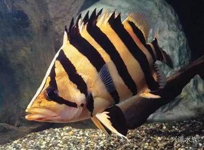 苏虎鱼是什么品种的鱼：苏虎鱼是一种具有特征和经济价值的虎鱼品种的虎鱼 苏虎 第1张